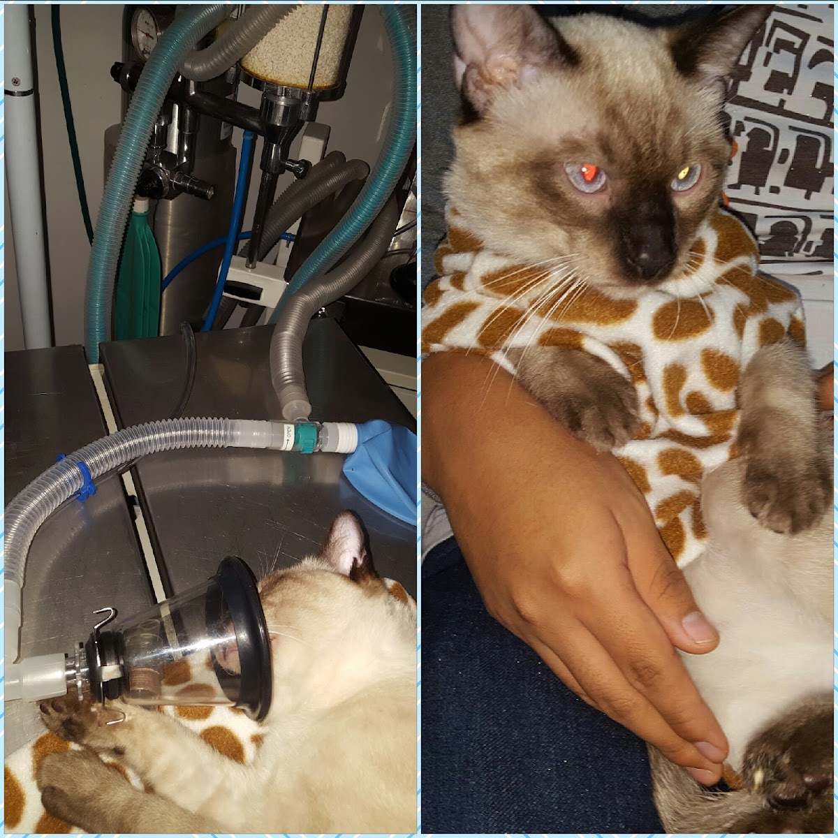 Clinica Veterinaria Pet'erinaria