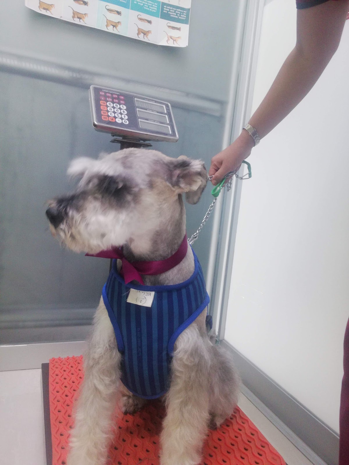 GOLD PET'S CENTRO VETERINARIO